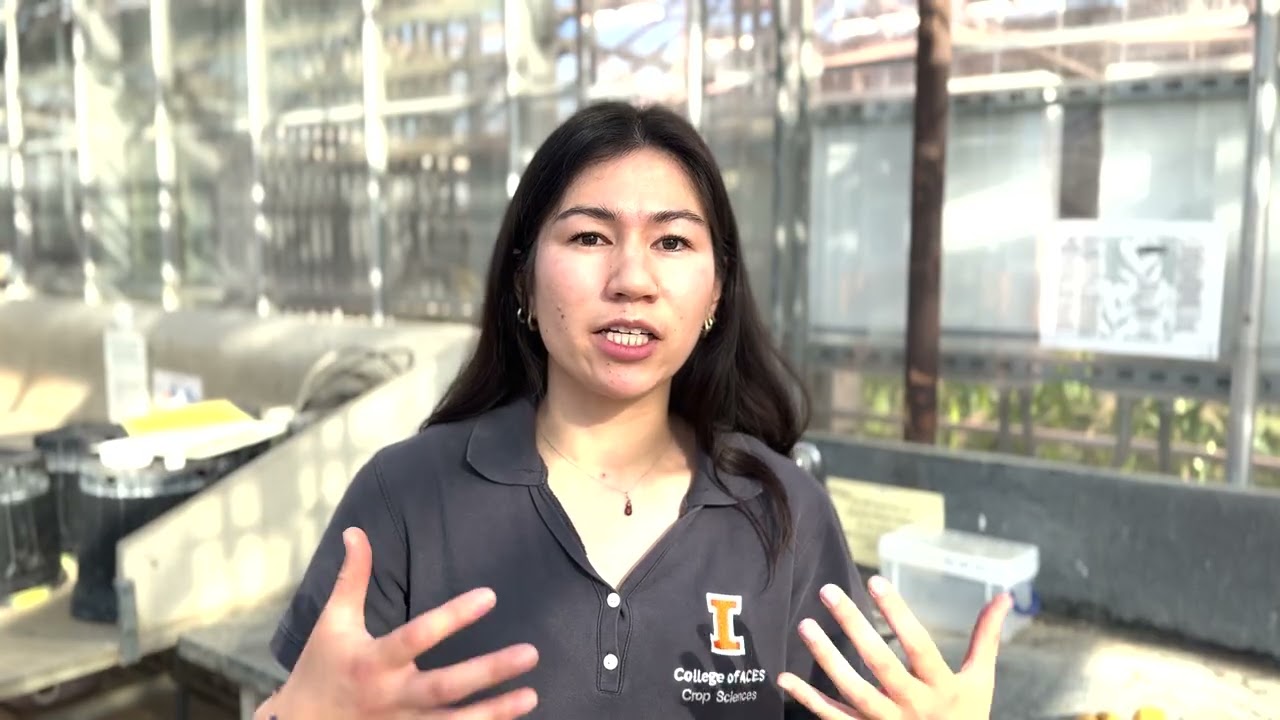 From Ancestral Genomes to Modern Fields: Researching Corn’s Roots to Improve Nitrogen Efficiency