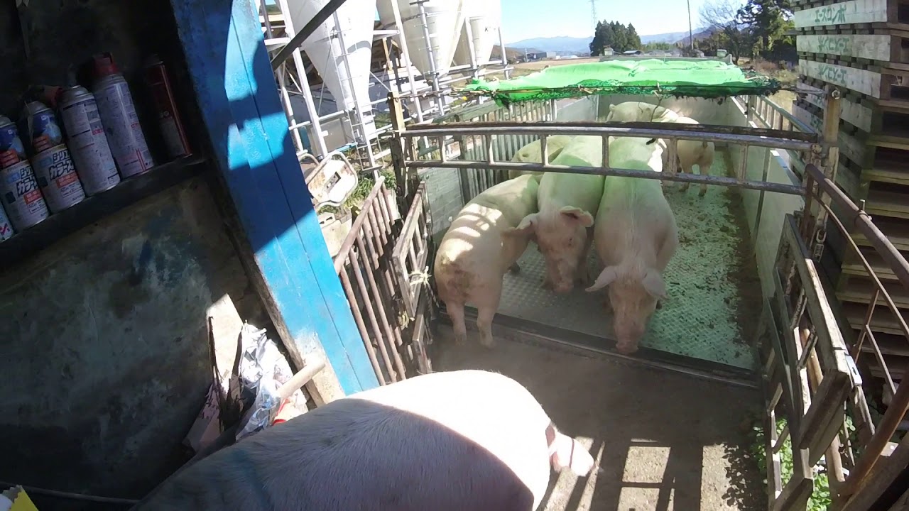 ブタやさん目線で。　肉豚出荷その③