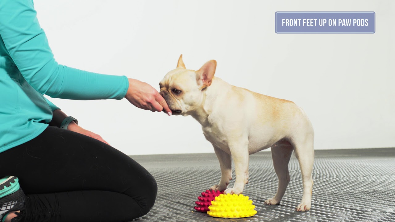 FitPAWS Paw Pods at J&J Dog Supplies