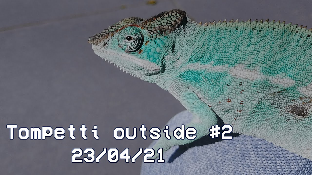 Nosy be true blue Chameleon getting comfortable outside
