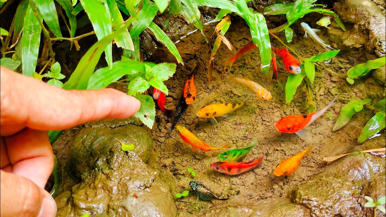 Tangkap ikan hiu besar, ikan cupang, ikan-ikan kecil, ikan warna-warni, ikan mas, ikan lele,glowfish