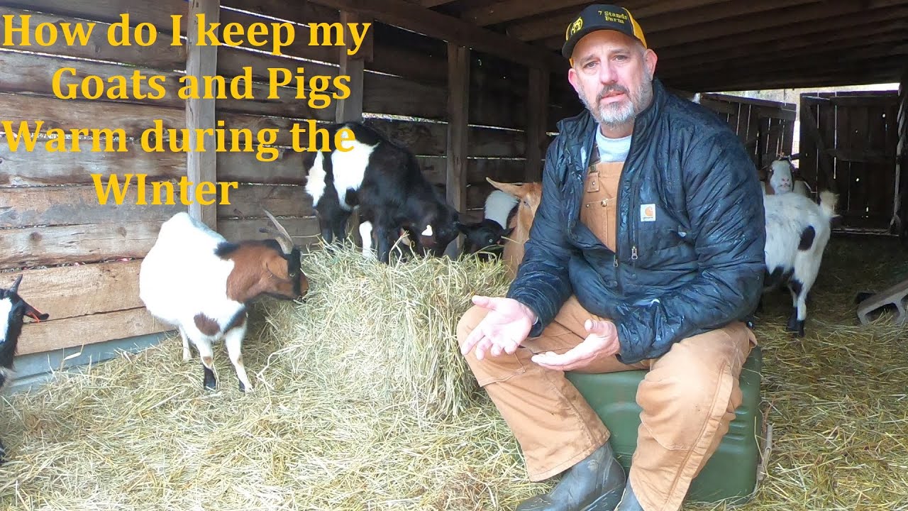 How do I keep, goats and pigs warm during the winter