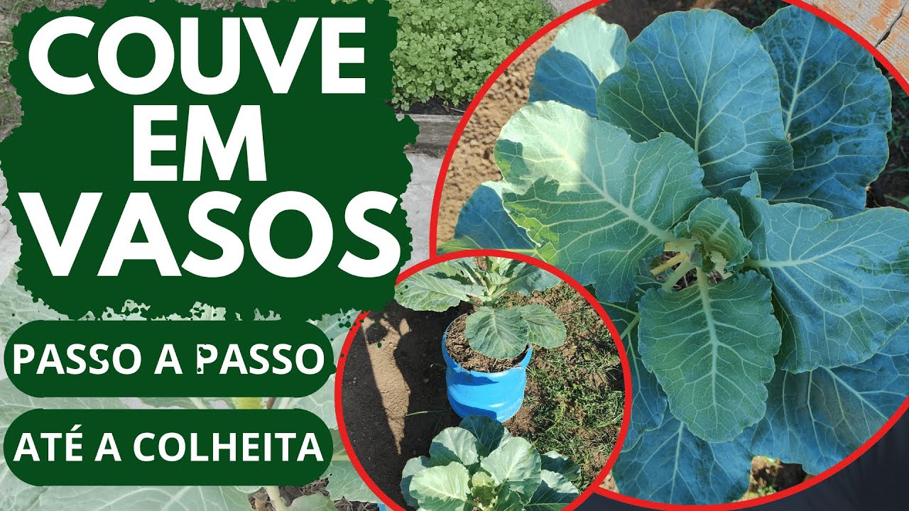 Como plantar couve no vaso passo a passo