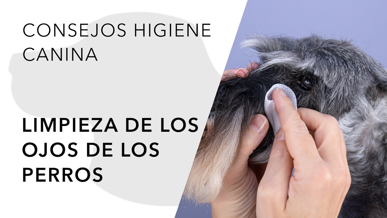 LA LIMPIEZA DE LOS OJOS DE LOS PERROS