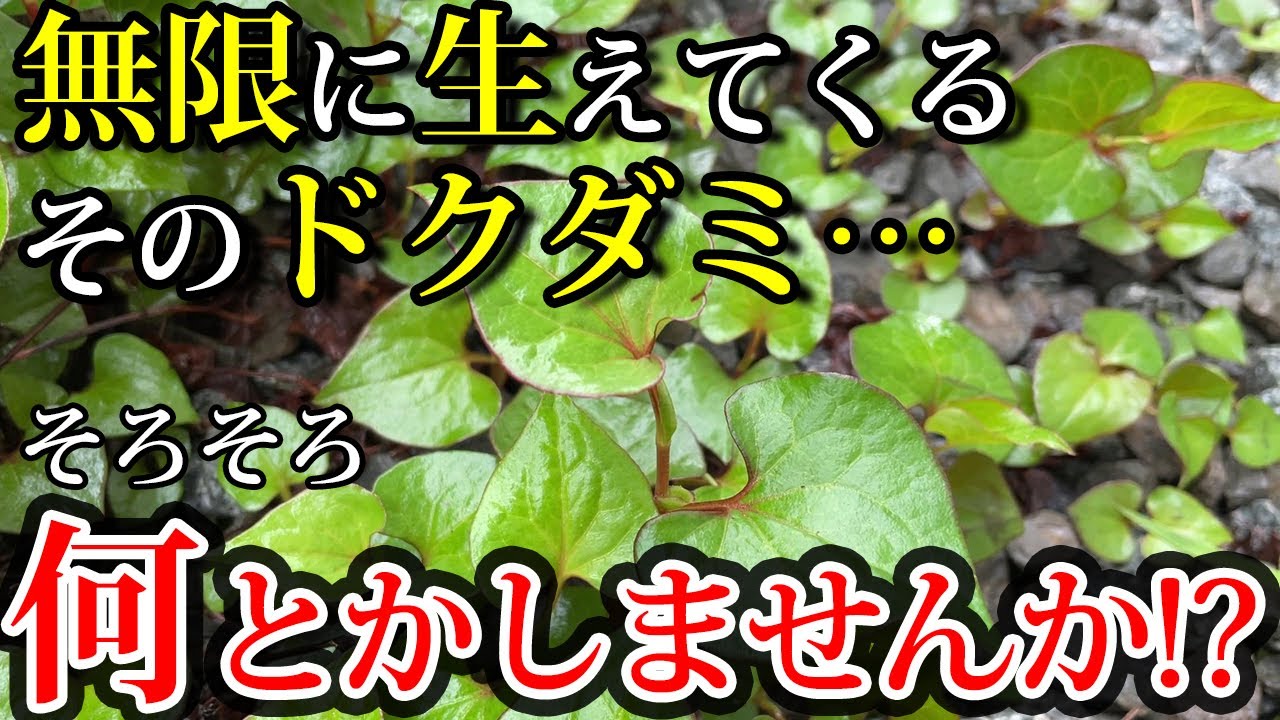 ドクダミが生える個人邸のお庭をリフォーム【奈良・個人邸のお庭】