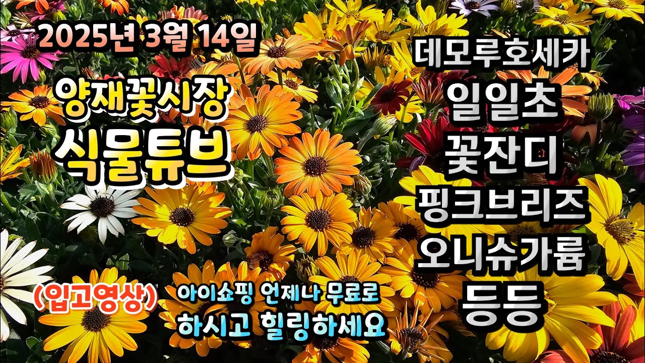 화이트데이날 양재꽃시장 식물튜브에는 어떤 식물들이 입고 되었는지 시청 하시면서 힐링타임 되세요~  25년 3월 14일 #양재꽃시장 #식물튜브 #월동 #관엽 #식물아빠