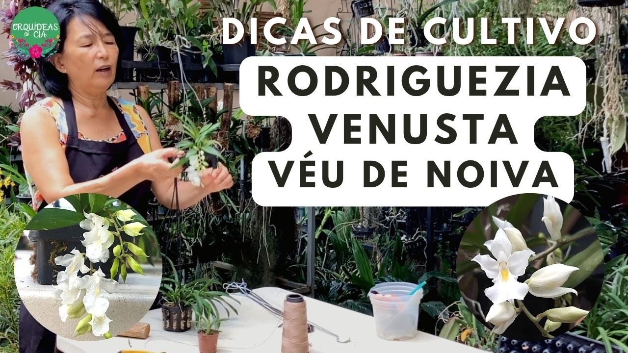 Orquídeas curiosas: Rodriguezia venusta, a Orquídea Véu de Noiva!