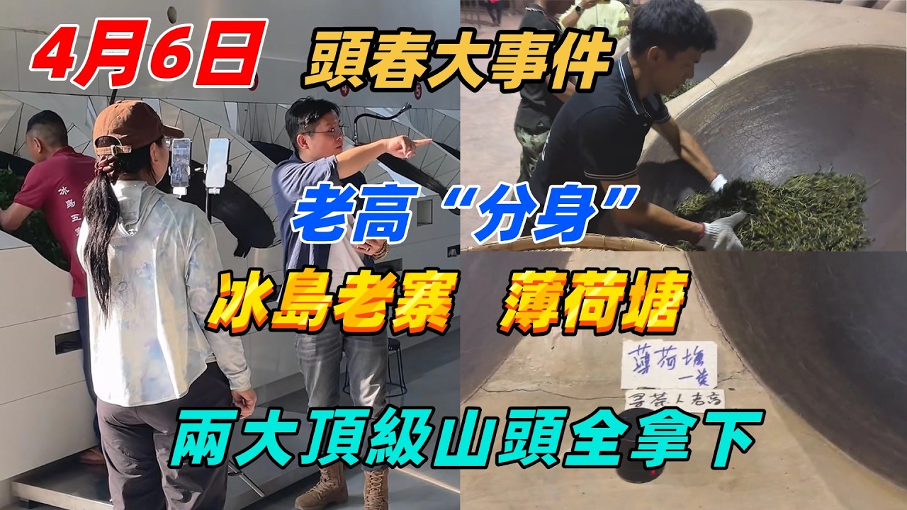 頭春大事件！老高&ldquo;分身&rdquo;冰島老寨薄荷塘，兩大頂級山頭全拿下普洱茶古树茶，云南原产地直发！购茶请加微信/赖line：HDLG001##古树茶#老班章#古树茶#茶#茶叶#茶葉#古樹茶 #普洱茶wechat