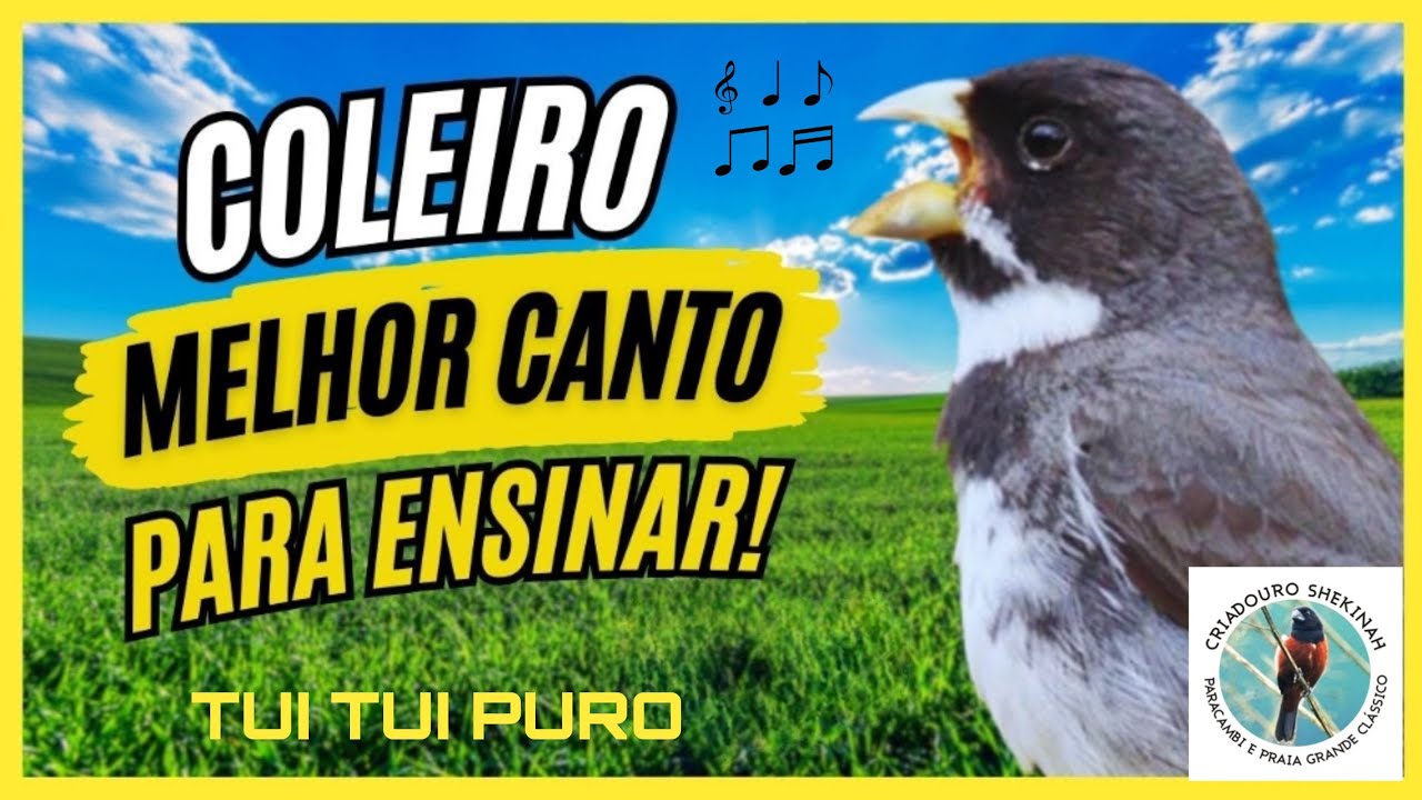 Canto de Coleiro Tui Tui Clássico para encarte e para as fêmeas do plantel. Formato WAVE.