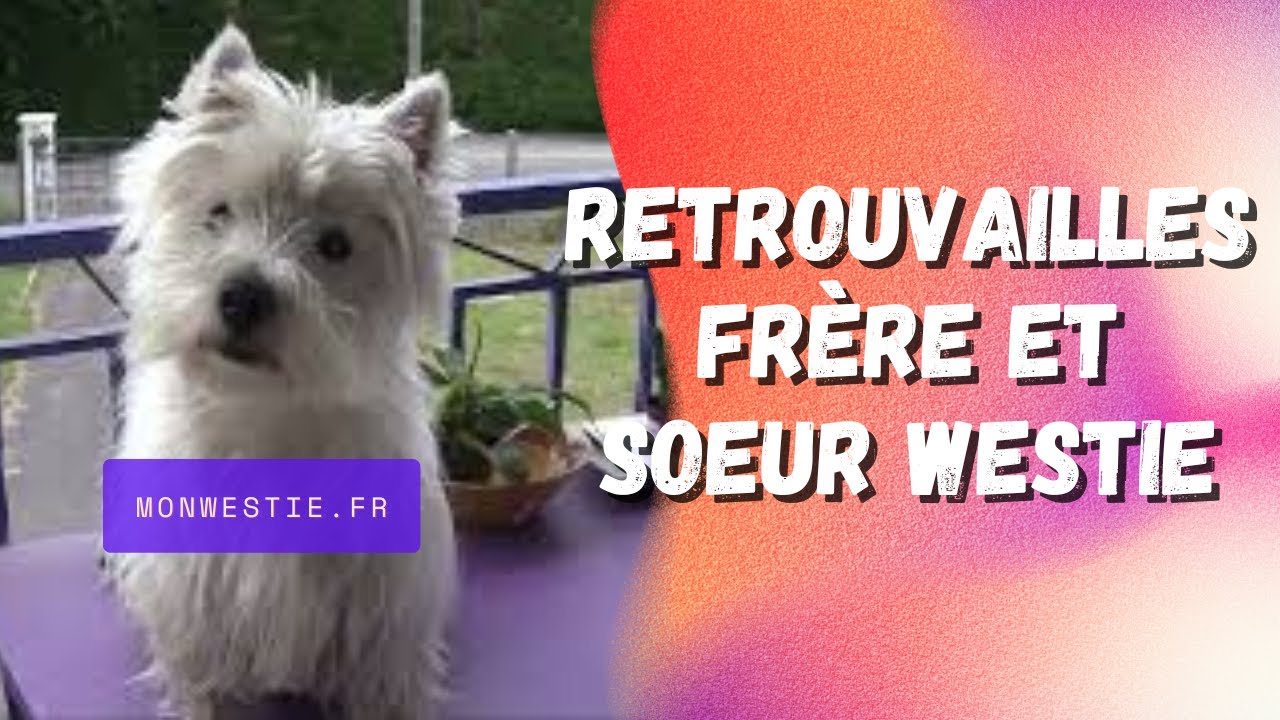 RETROUVAILLES frère et soeur WESTIE - CHIENS West Highland White Terrier