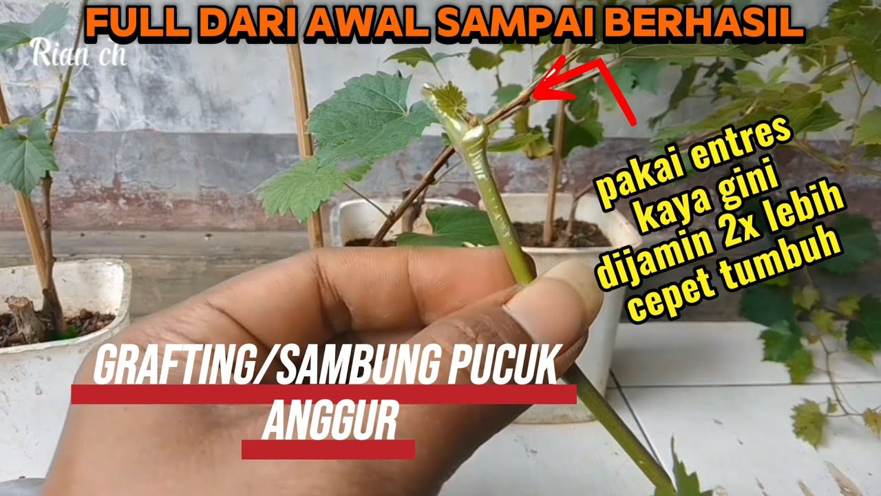 Cara grafting sambung pucuk anggur lebih cepat tumbuh