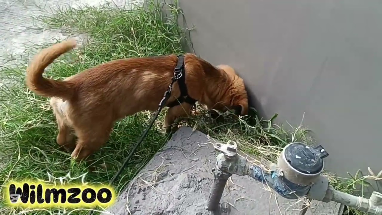 Max /Milo on the Street 