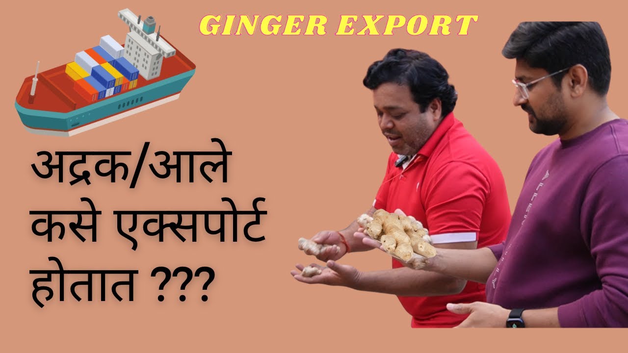 How to Export Ginger? | आले बाहेर देशात कसे एक्सपोर्ट होतात?