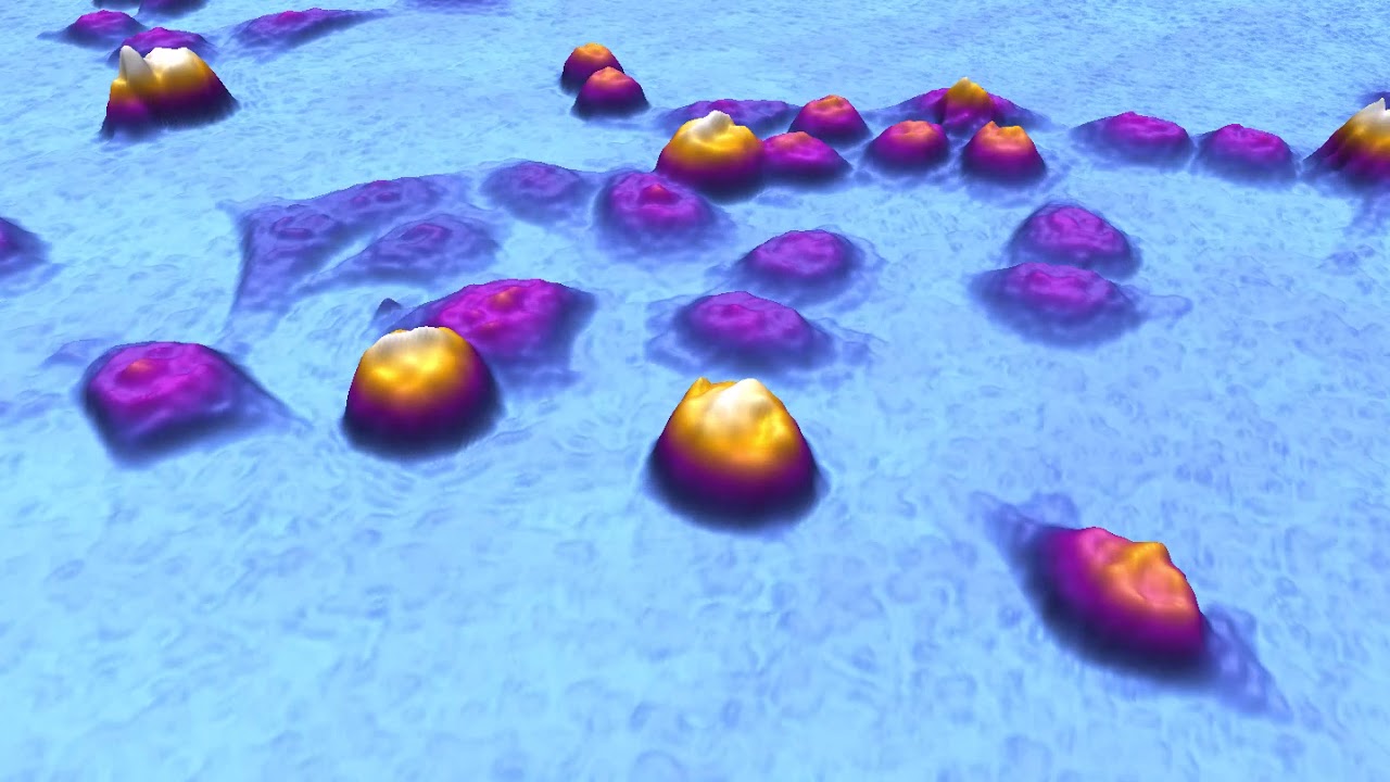 Label-free but colorful Imaging of living cells | HoloMonitor&reg;