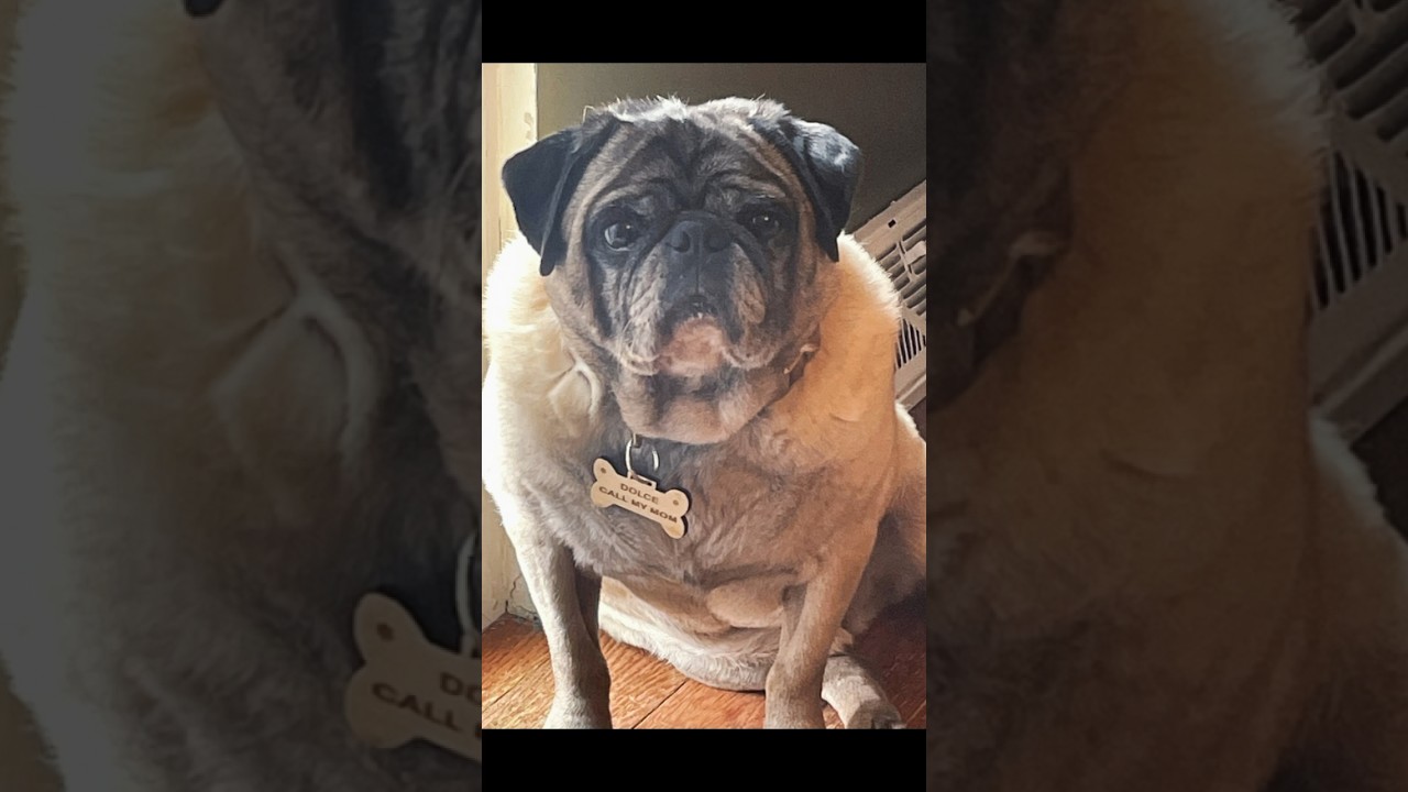 DIY Dog Tag Made Out of Maple #dogs #wood #laser #pug #diy #diycrafts #mother