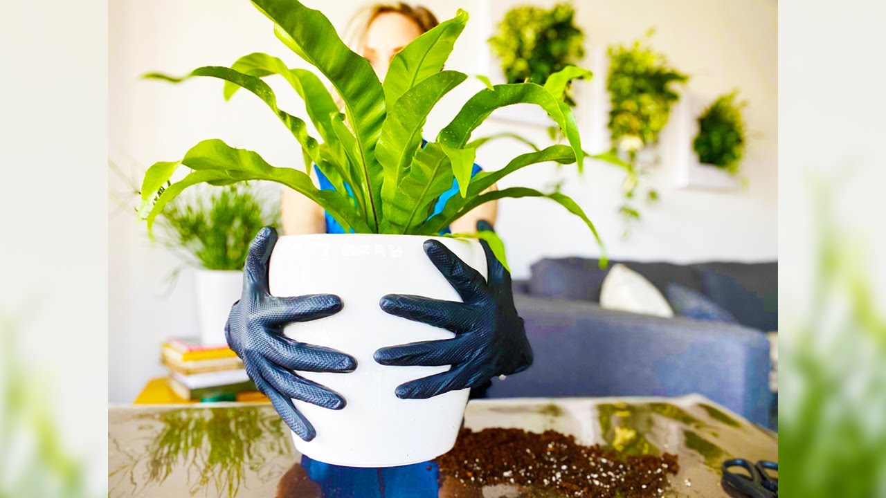 Re-potting Fern Plant Into Lechuza Self-watering Planter - Green Moments With Juliette Ep #10