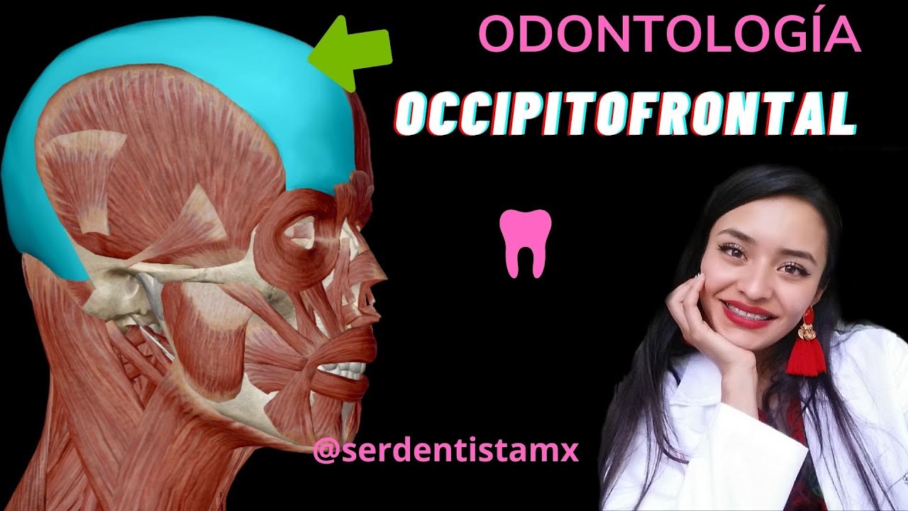 ANATOMÍA MÚSCULO OCCIPITOFRONTAL- LEVANTAMIENTO DE CEJAS