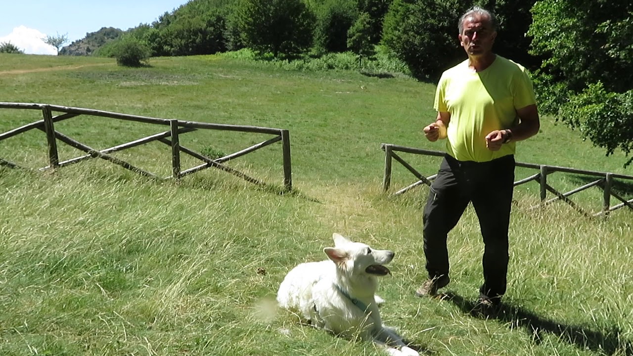 COME SI METTE LA PETTORINA AD H AL CANE ?