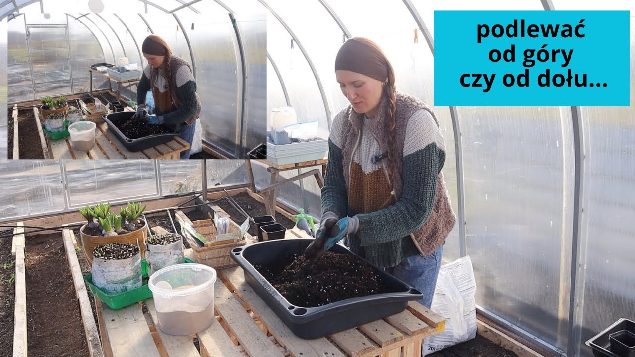 Wysiew kapusty/Dlaczego kapusta nie zawiązuje ładnych główek/wybijanie w pędy kwiatostanowe