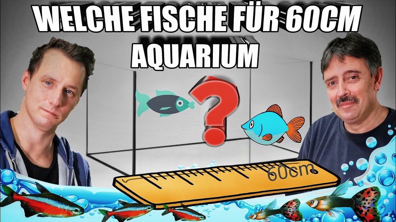 Passende Fische für ein 60 Liter Aquarium