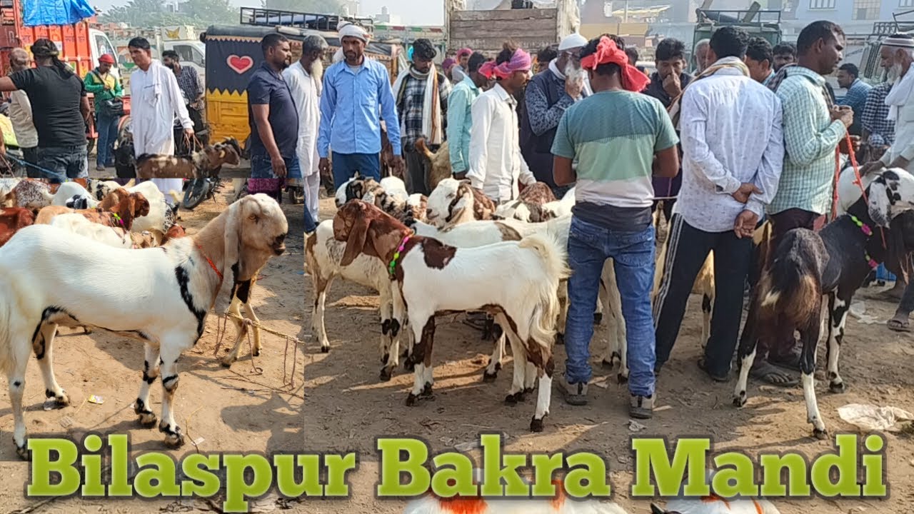 02 11 Bilaspur Bakra Mandi 2024 new video | Bilaspur goat market in India | totapari Bakri ke bacche