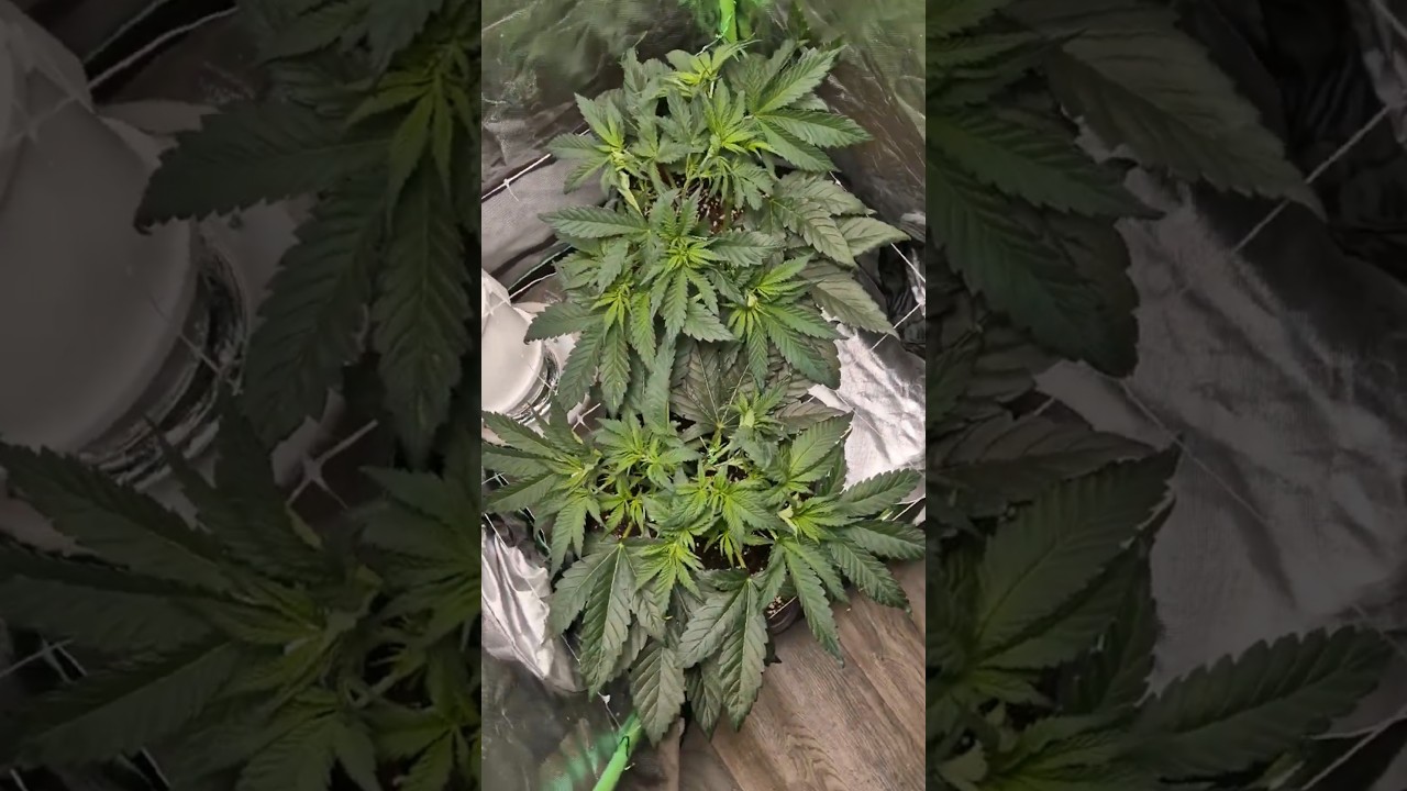 Gelato 44 by RoyalQueenSeeds💚