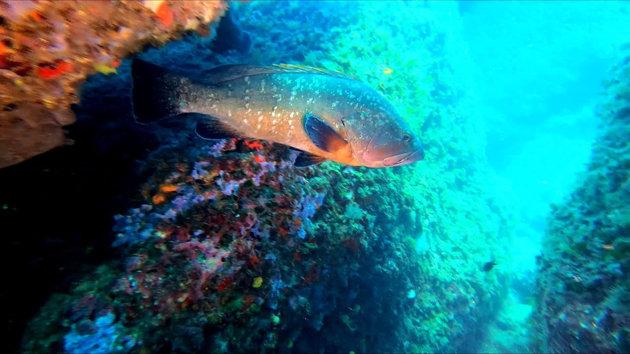 In the Kingdom of groupers ( u kraljevstvu kernji )