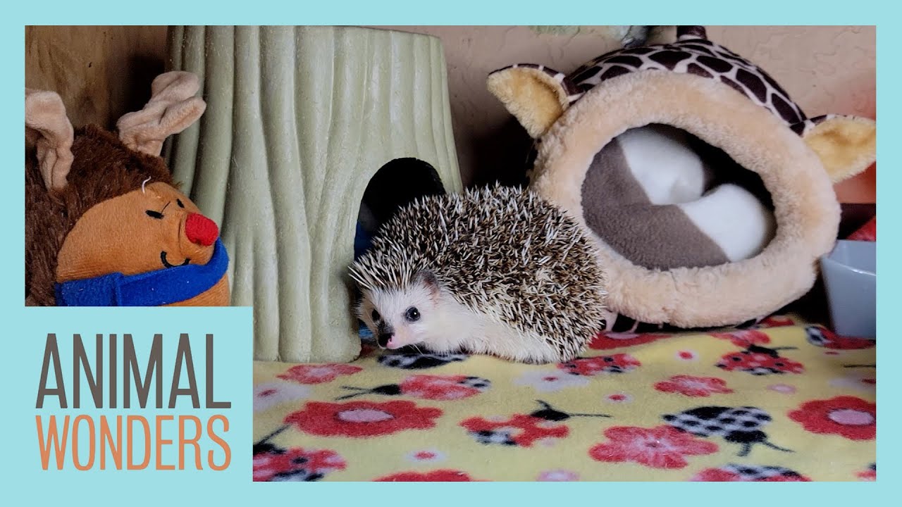 New Hedgehog!