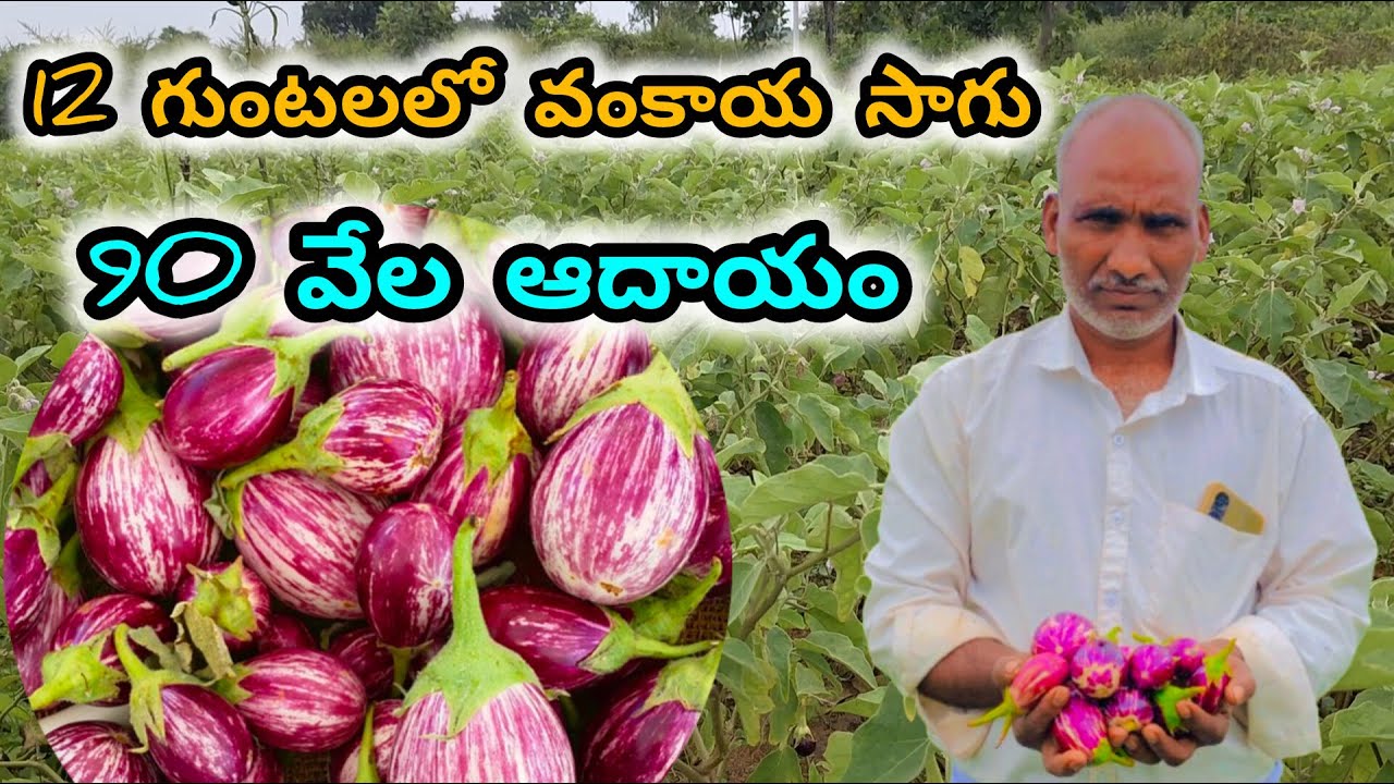 Brinjal Cultivation | Brinjal Farming|Brinjal Crop In Telugu వంకాయ Sagu