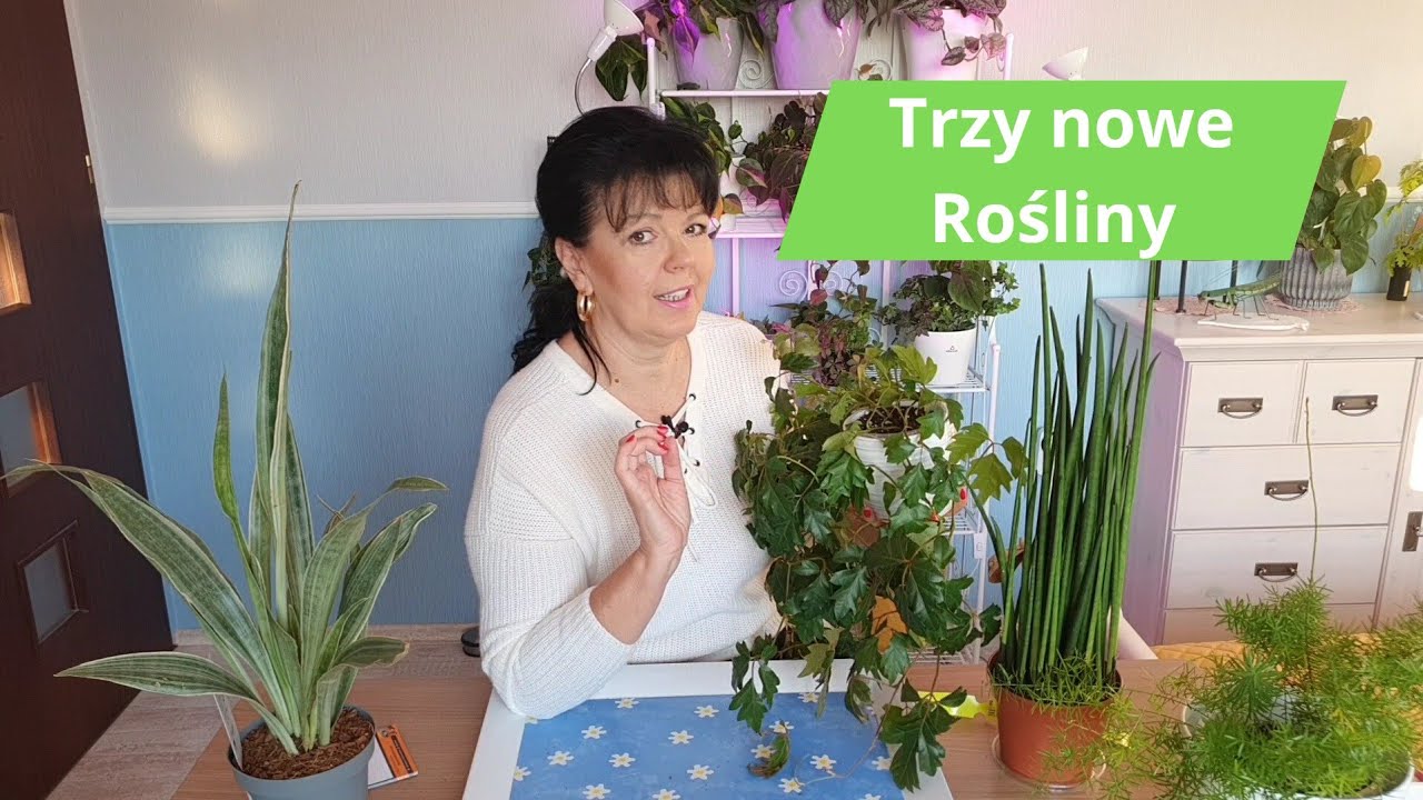 Sansevieria Metallica i Bacularis + podłoże i Przesadzanie