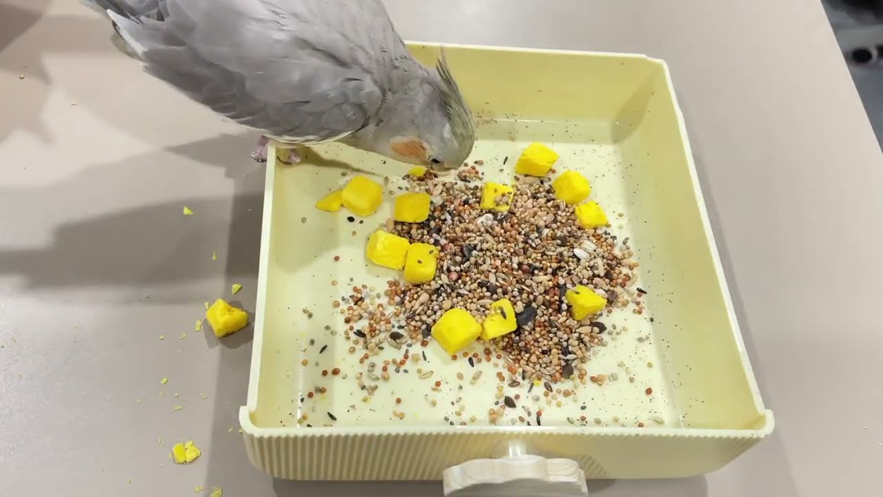 Between eggs and grains, the cockatiel surprisingly doesn't eat eggs?