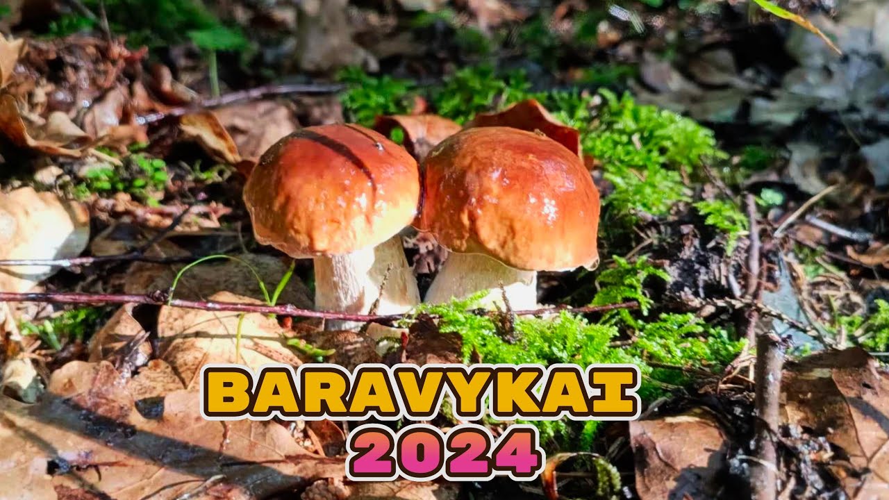 BARAVYKŲ KARŠTINĖ PRASIDĖJO!!! Grybavymo sezonas 2024 atidarytas! Baravykai