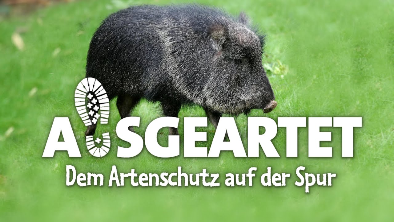 AUSGEARTET - Folge 27: Mit Florian Rimpler auf den Spuren der Chaco-Pekaris