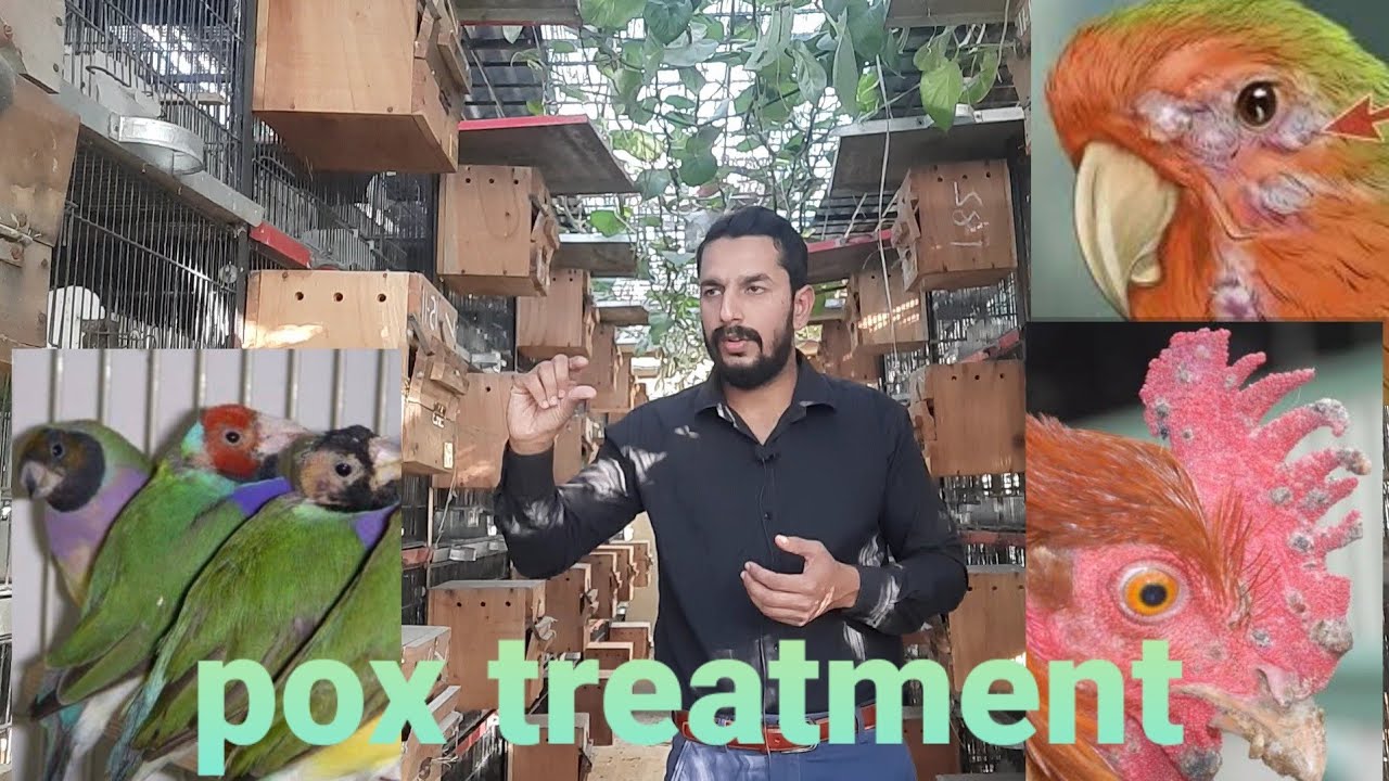 love bird ko pox virus se Kaise Bachana hai Complete video🤔