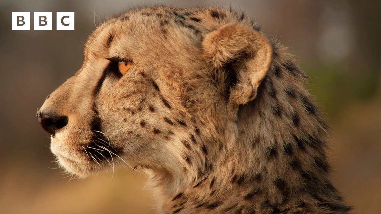 Cheetah&rsquo;s three-day hunt for a meal | Big Cats 24/7 Series 2 &ndash; BBC