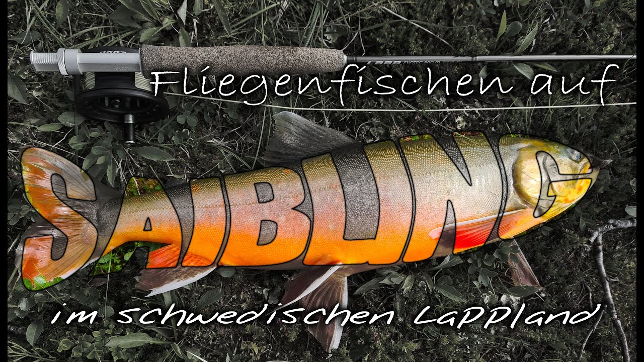 Catch & Cook in Lappland: Saibling