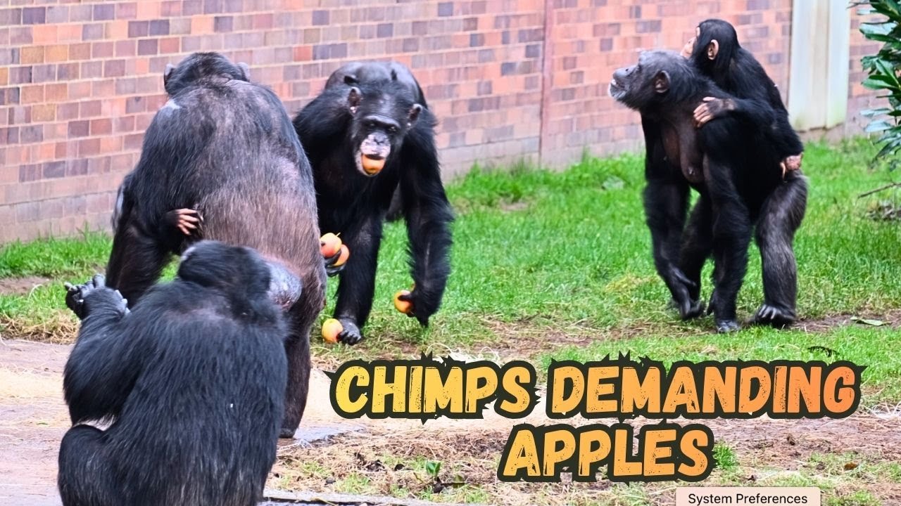 These Chimps Can't Stop Clapping When They See Apples