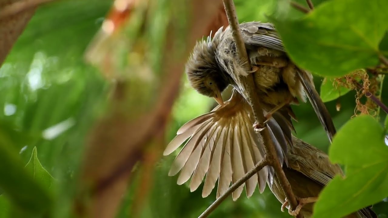 Wildlife photography /tamil / jungle babbler /Nikon d3500