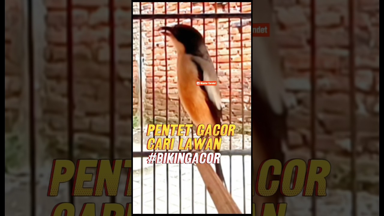 PENTET JINAK GACOR #pancingancendet #cendetgacor #pancingancendetemosi #masterancendet #pentetgacor