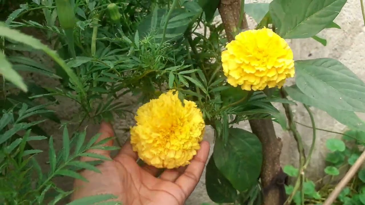 බෝඩිමේ මගේ චූටි වගාව🍃