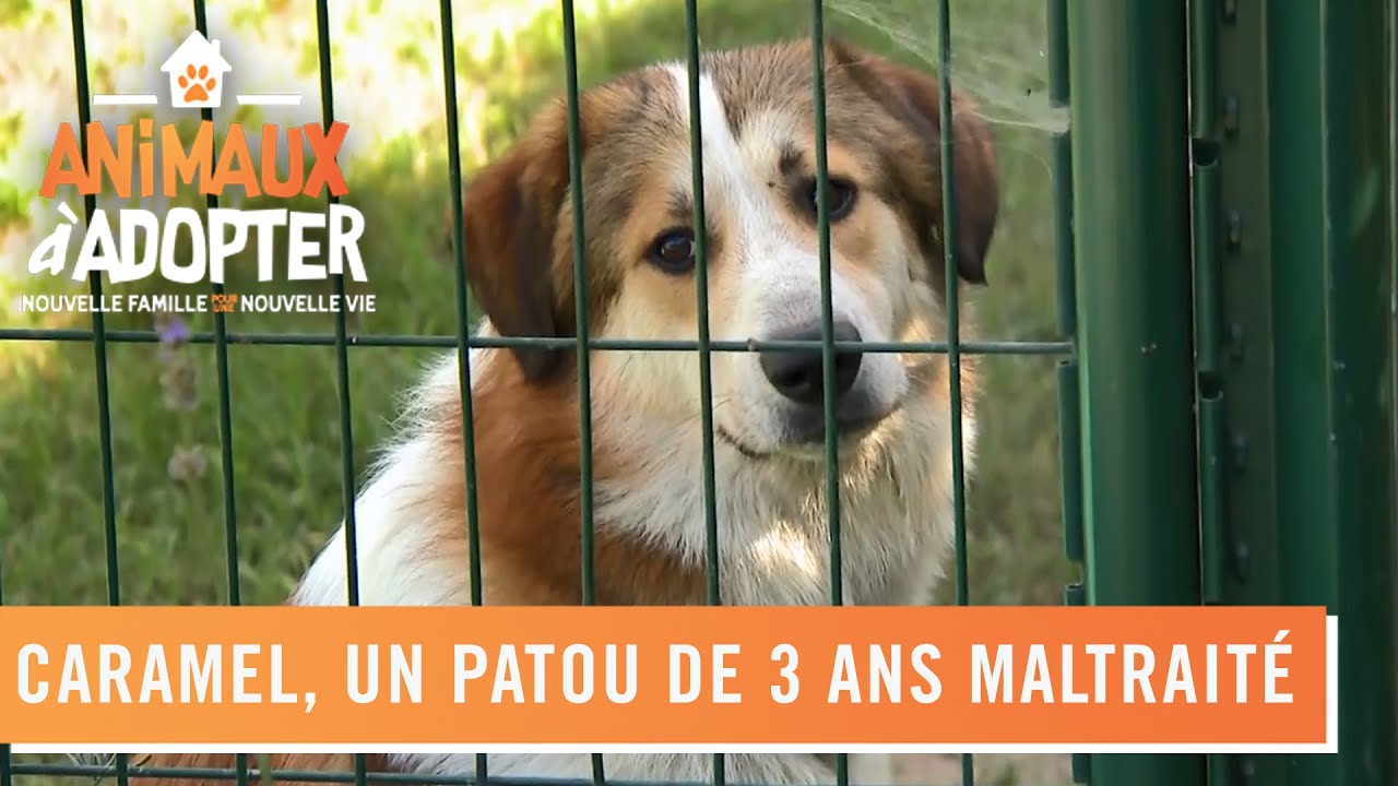 Caramel, 3 ans retrouve, une nouvelle famille apr&egrave;s avoir &eacute;t&eacute; maltrait&eacute; - Animaux &agrave; adopter