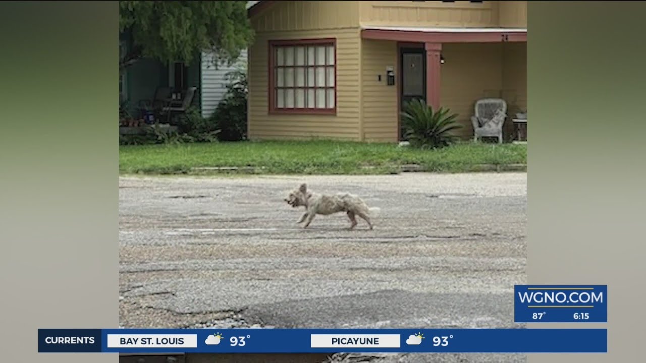 'Houdini-like' dog named 'Scrim' keeps avoiding capture in New Orleans