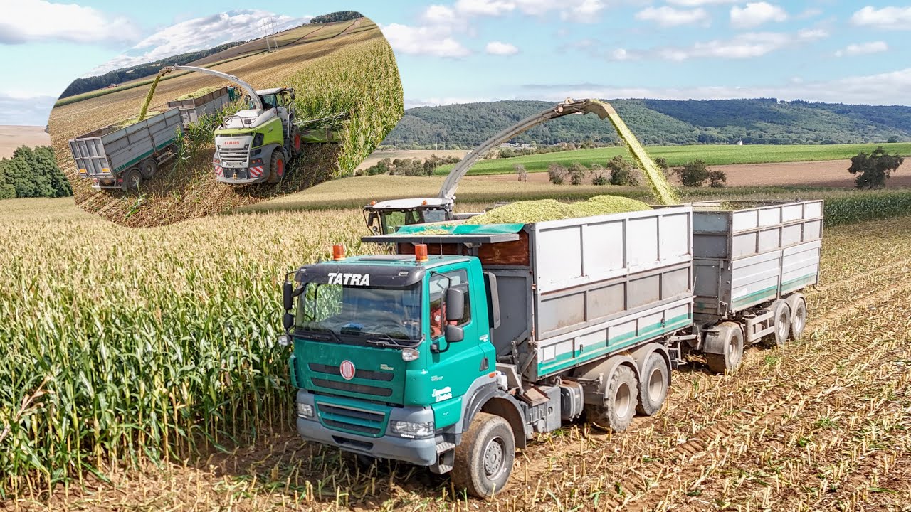 Tatra Phoenix 6x6 Euro 5 |Velké siláže BPS Smržice 2025 |Nový Claas Jaguar 990
