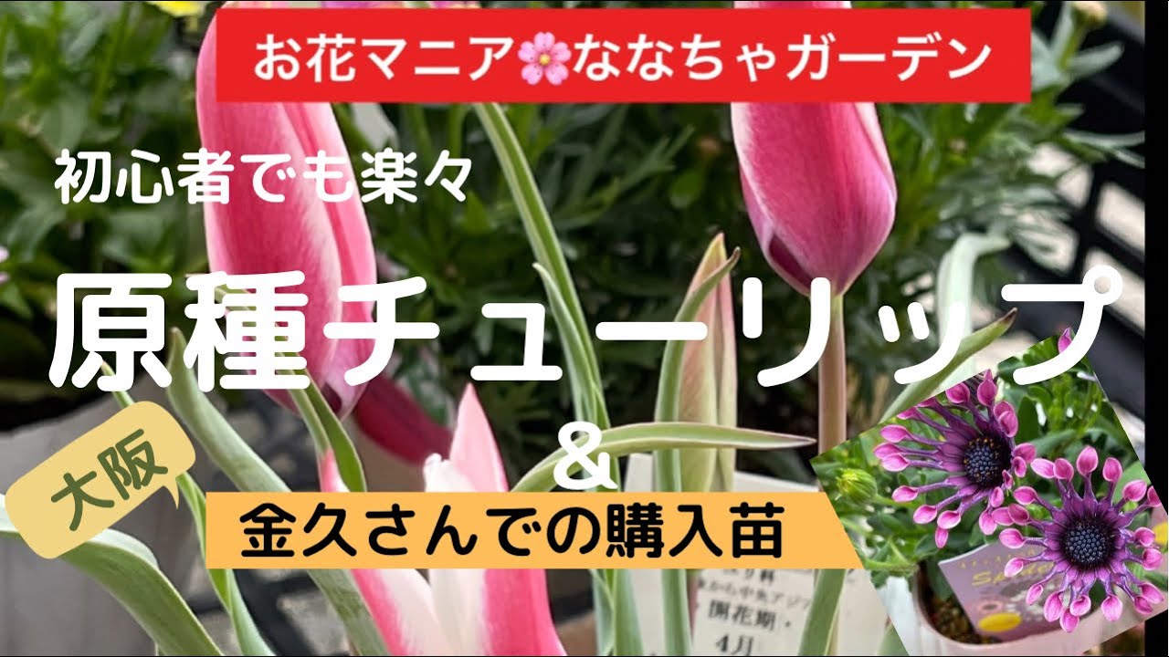 初心者でも育てやすい！？原種チューリップと大阪の園芸店【金久さん】での購入苗