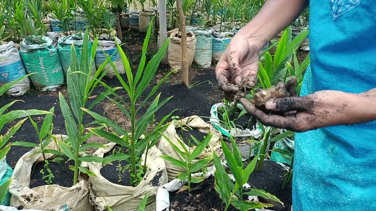 তিন মাস পর বীজ।  আদা তুলে নিতে হয়।ভালোবাসি আধুনিক কৃষি।