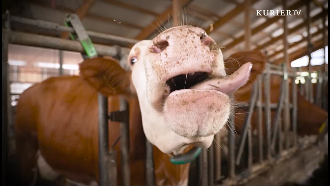 Die Milch macht&rsquo;s: Einblicke in eine K&auml;serei