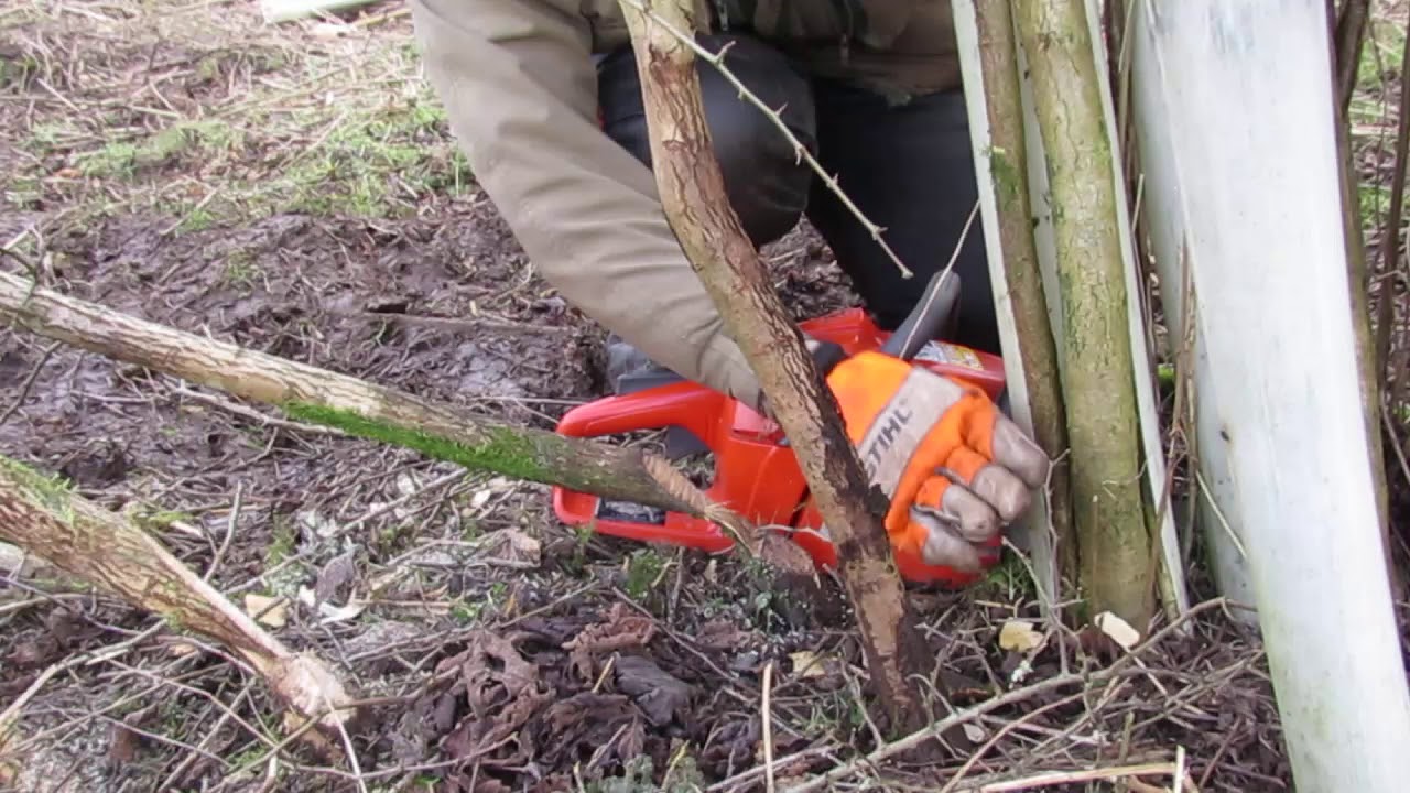 5  Laying a hedge plant with a chainsaw