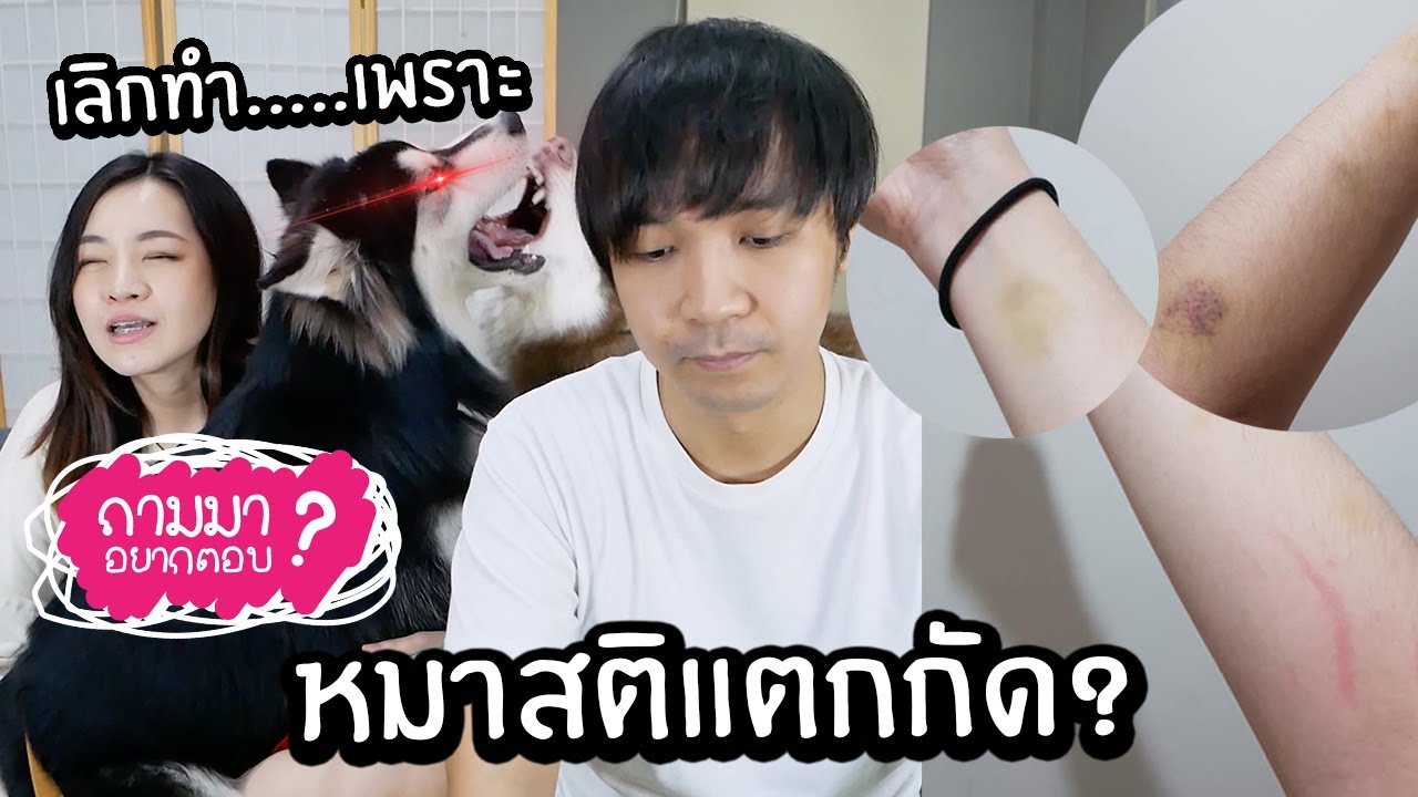 เคยโดนหมาๆกัดมั้ย? เลิกทำ....เพราะอะไร? // ถามมาอยากตอบ 15