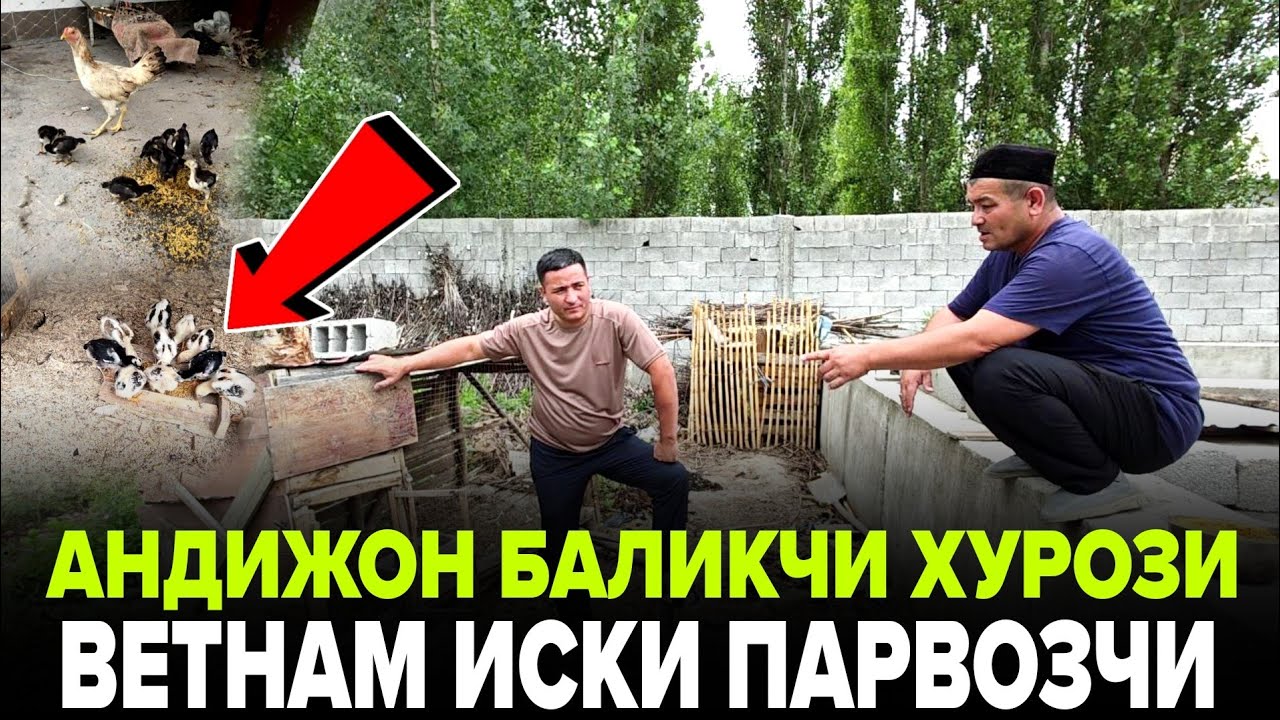 АНА ХАЛОС АНДИЖОН ВЕТНАМ ХУРОЗ ЭСКИ БОКУВЧИ ТОПГА СОЛИШ СИРЛАРИНИ АЙТДИ