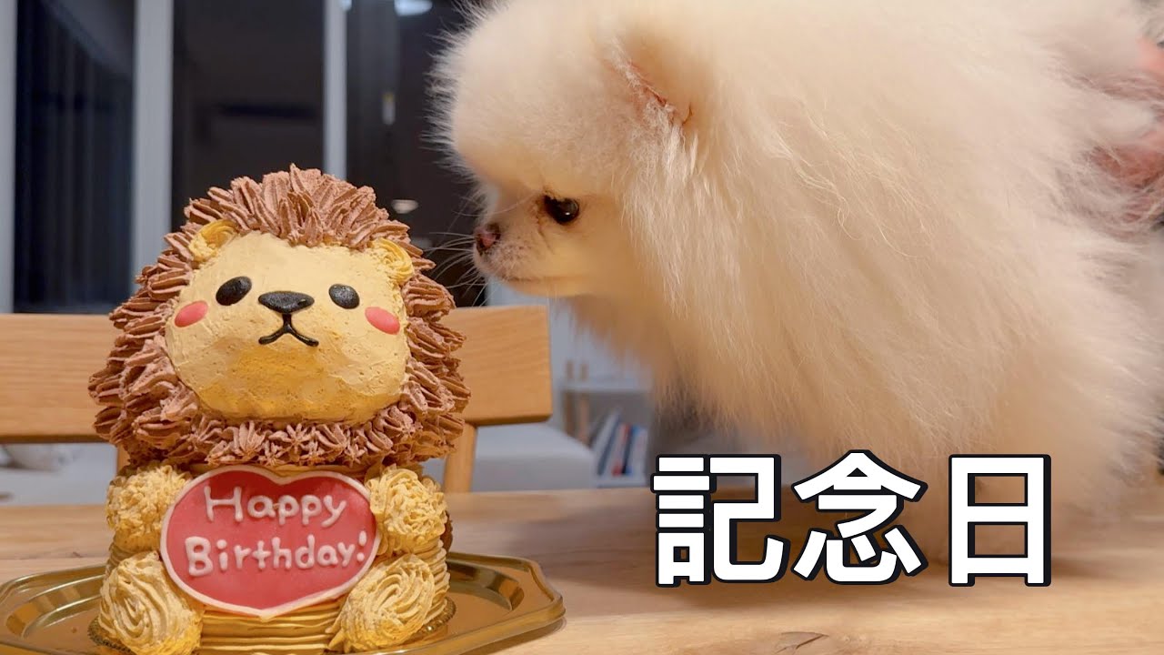 ママの誕生日、可愛いポメを迎えてちょうど1年